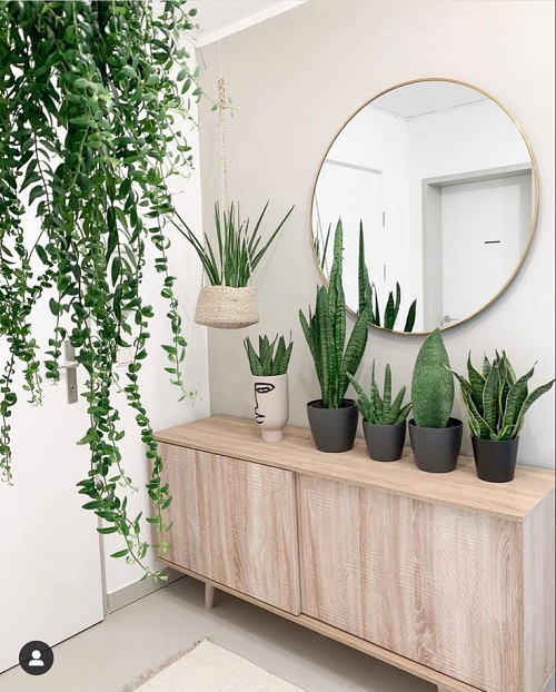 snake plant arrangement idea 4