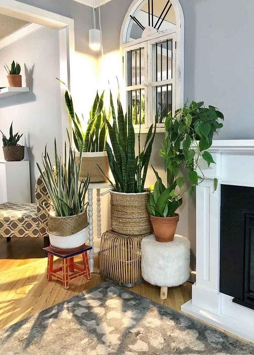 snake plant arrangement idea 5
