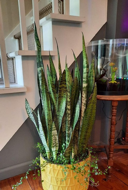 snake plant arrangement idea 7