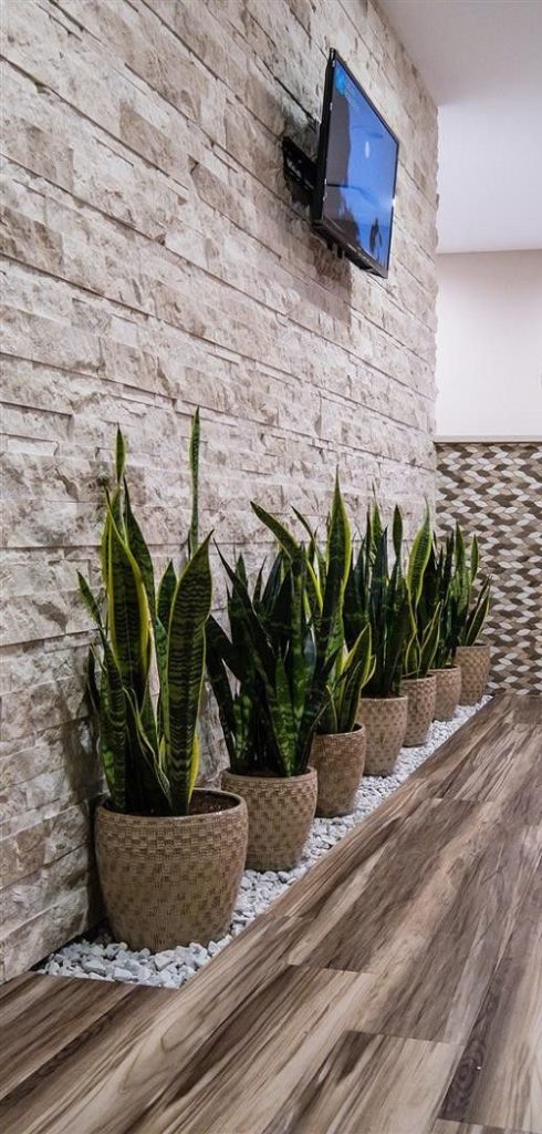 Modern snake plant arrangement idea 1