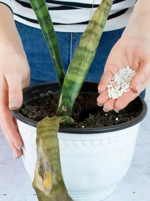 snake plant fertilizer