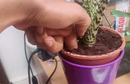 How to Trigger New Shoots on Snake Plants Without Using Fertilizer 3