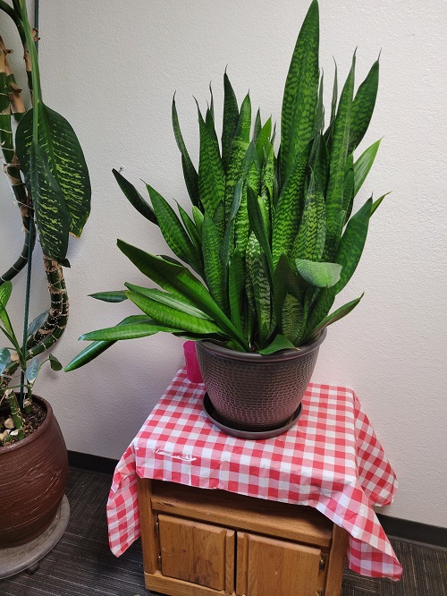 Top Succulents That Can Survive Indoors 1