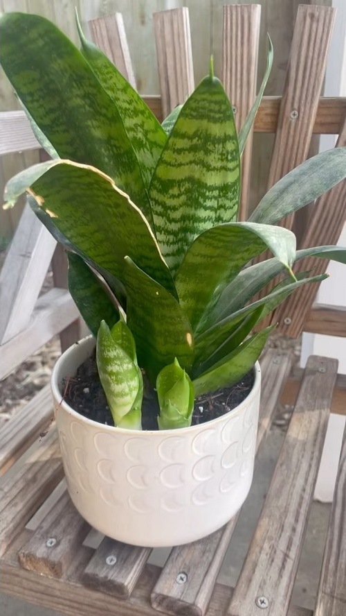 snake plant Do Not Separate the Pups!