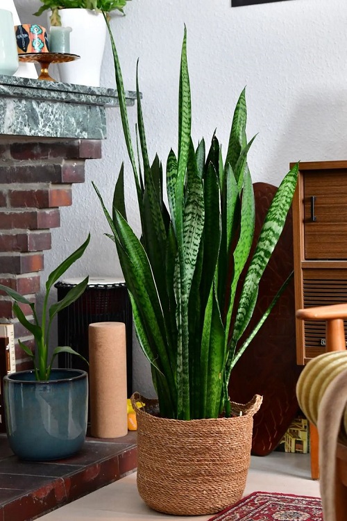 Fertilize a Snake Plant Without Killing It