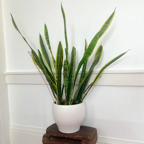How to Grow Snake Plants on a Wall 2