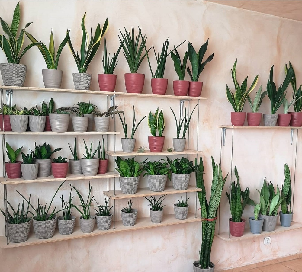 How to Grow Snake Plants on a Wall