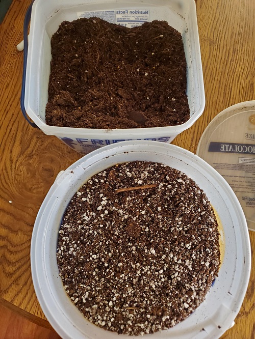 Growing Aloe Vera Indoors