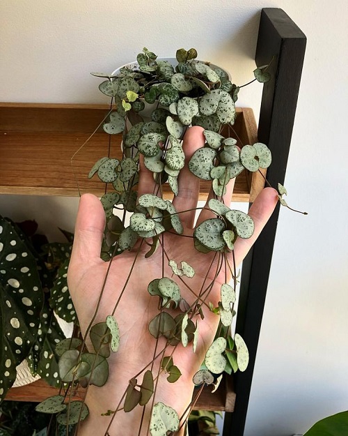 Top Succulents That Can Survive Indoors 4