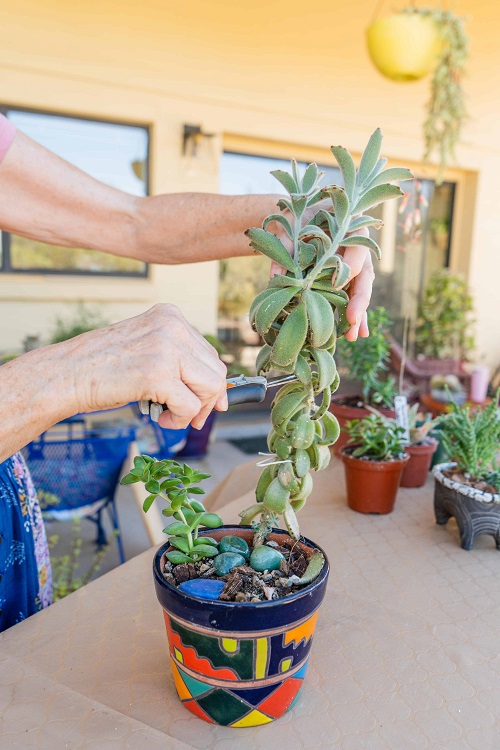 Trim Off the Leggy Leaves