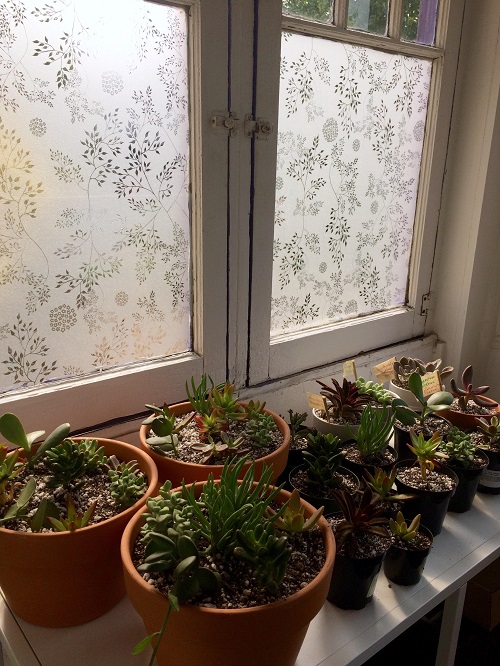 Water Your Succulents While You’re Away10