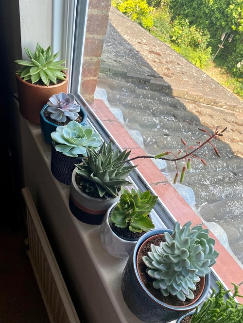succulent near window