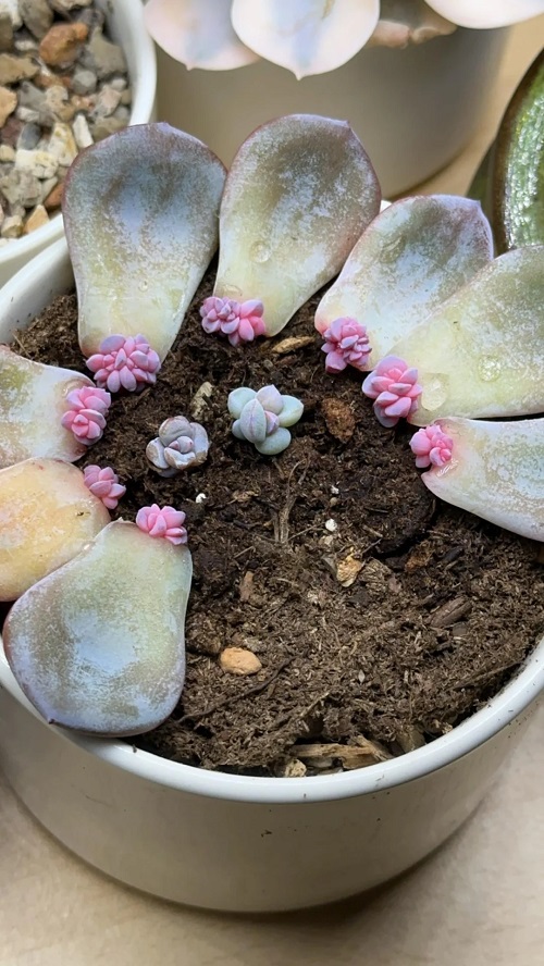 succulent propagation