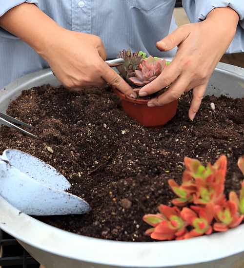 succulents soil mix