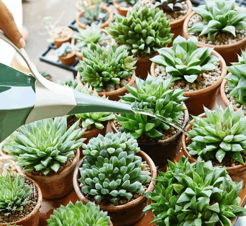 succulent watering