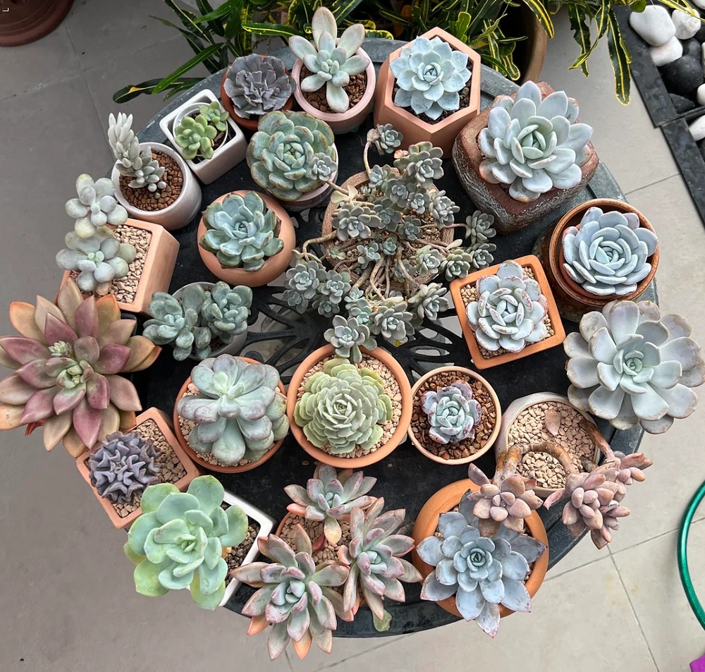 Succulents That Do Best in Corner Tables 1