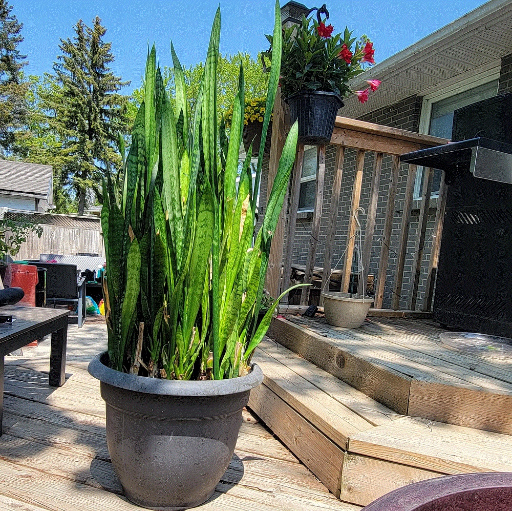 Hacks to Grow a Thicker Snake Plant Without Buying Another One