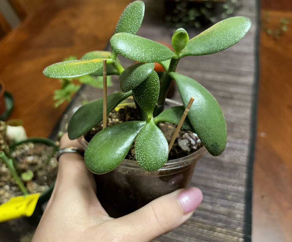 Toothpick Trick That Boosts Jade Plant Rooting Success 1