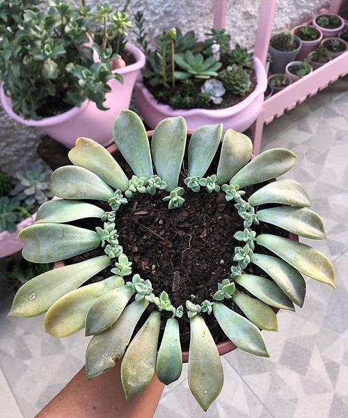 Propagate Succulent Leaves without soil 5
