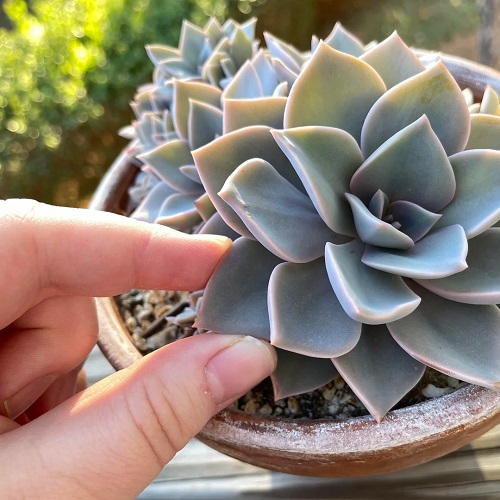 How to Fix Leggy Echeveria Without Cutting It Back 3