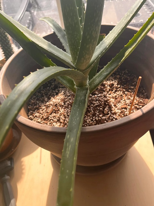 watering Aloe Vera Plant 2