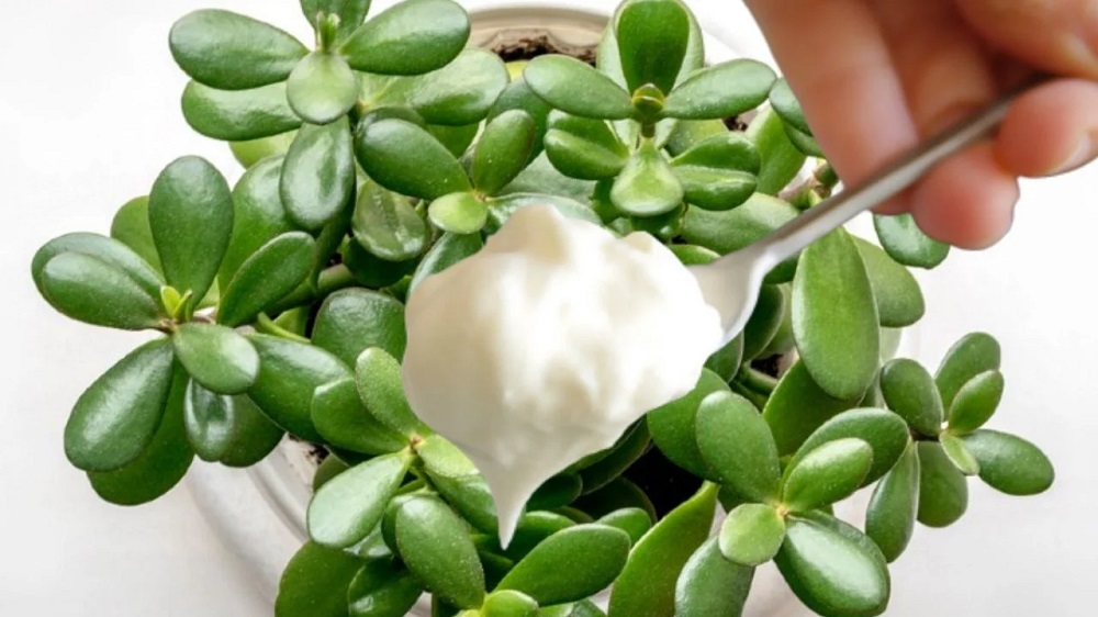 Yogurt Can Save a Dying Jade Plant 1