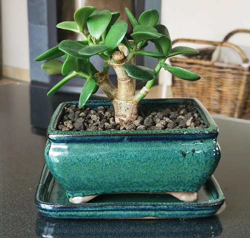 Best Pruning Tricks to Shape a Jade Bonsai Naturally 3