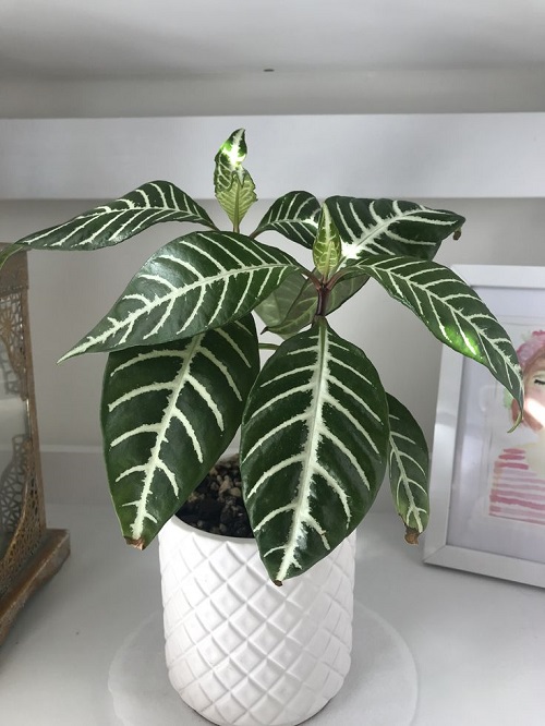 Top Succulents That Can Survive Indoors 6