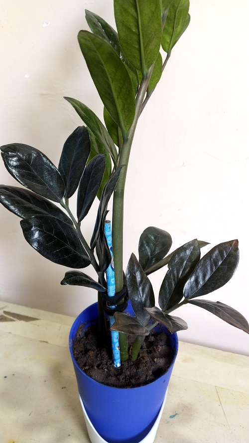 Support Tall Leaves with the Same Pencil!