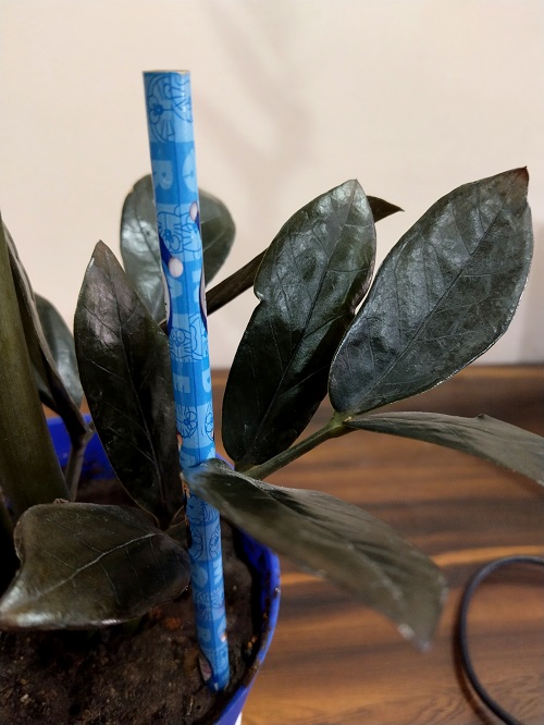 Pencil Trick for ZZ Plant
