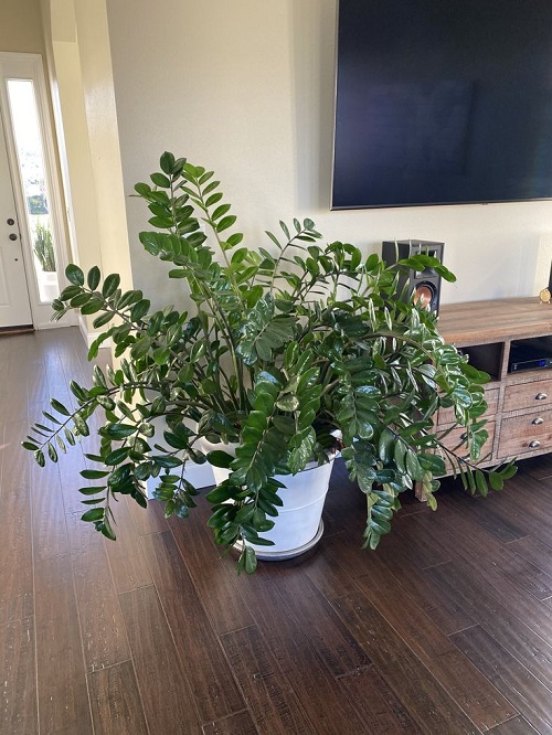 Pencil Trick That Helps ZZ Plant Push Out New Stems