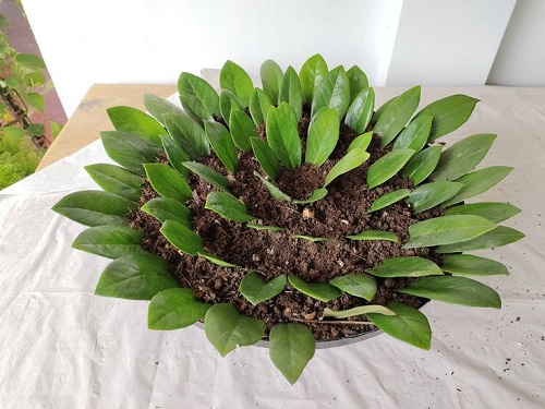ZZ Plant Grow More Stems 5