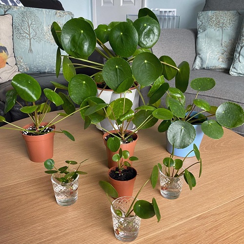 Propagating pilea From a Leaf 1