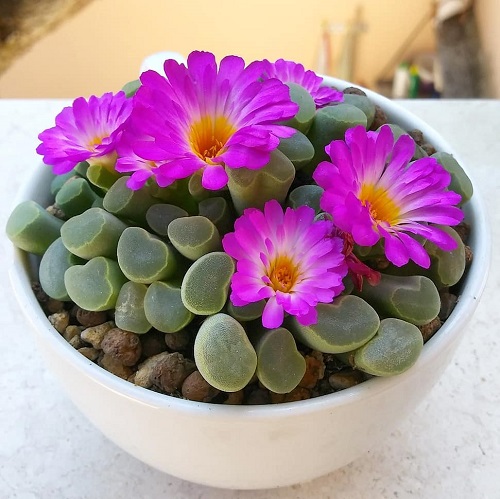 Best Summer-Blooming Succulents 7