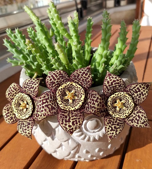 Starfish Cactus