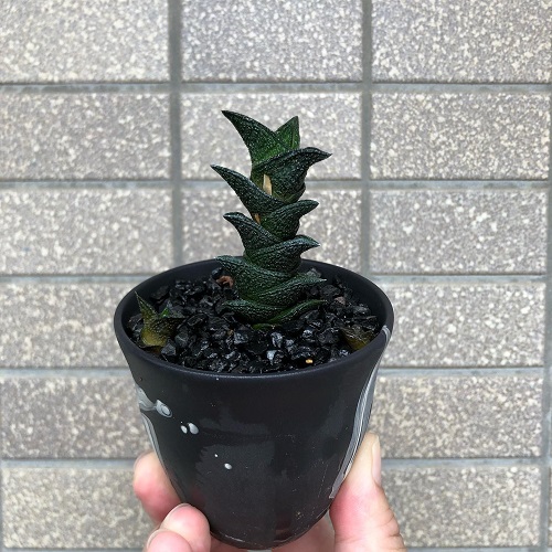 stunning Black Succulents 2