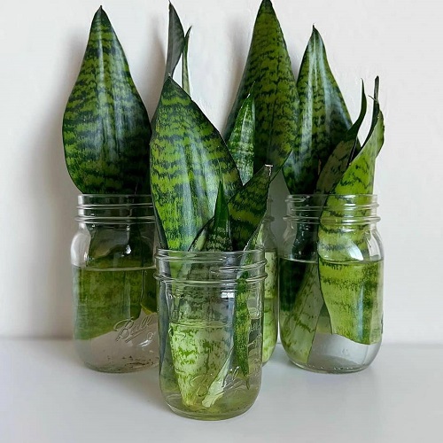 snake plant propagation in water 2