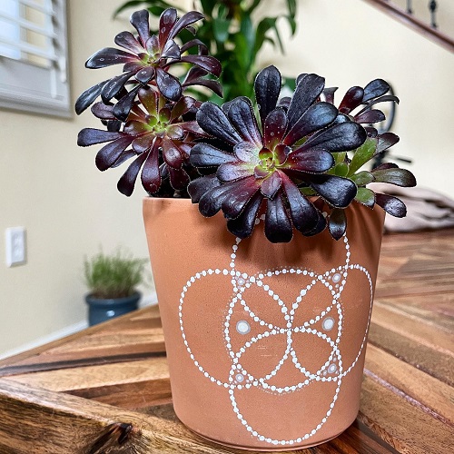 Best Black Succulents 1