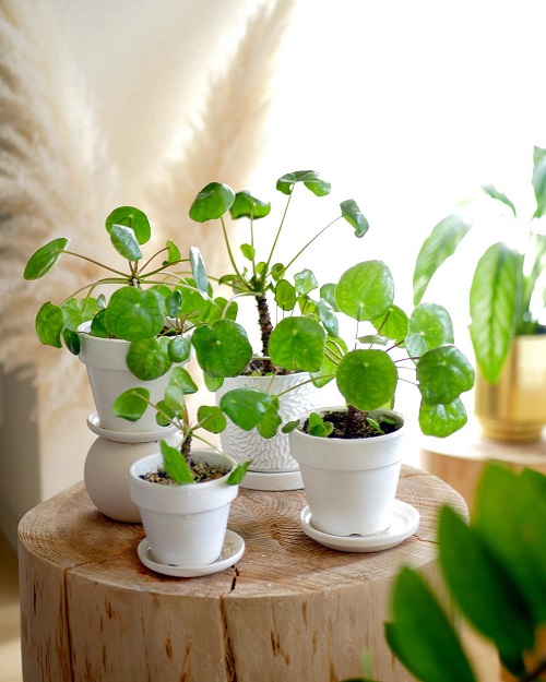 Beautiful Chinese Money Plant Display 7
