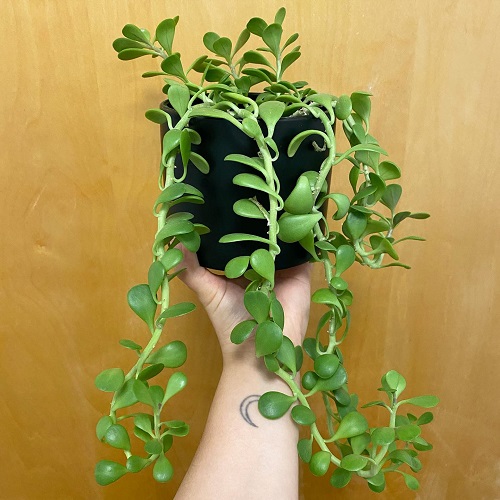 Beautiful succulent look Like Jewelry Strings 2