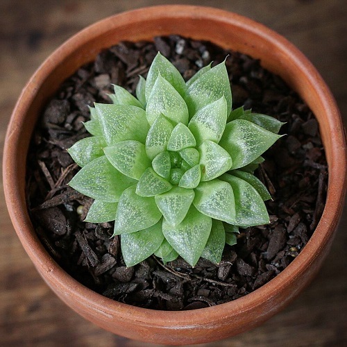 Succulents That Look Like Vagina 2