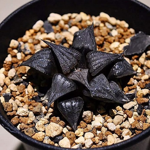 beautiful Black Succulents 4