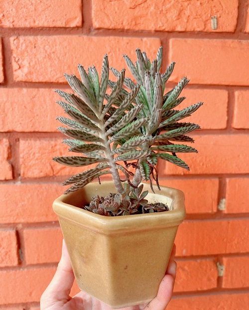 Mother of Millions