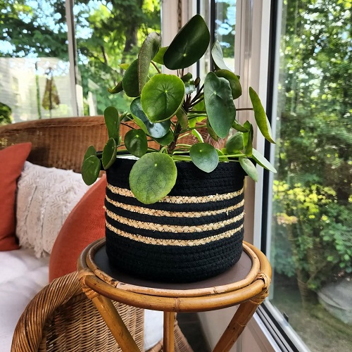 Beautiful Chinese Money Plant Display 2
