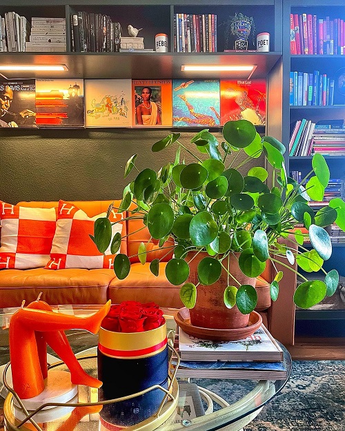 Beautiful Chinese Money Plant Display 1