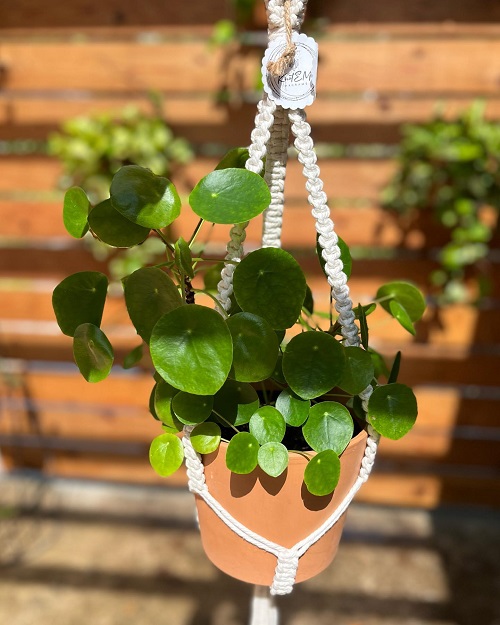 Beautiful Chinese Money Plant Display 3