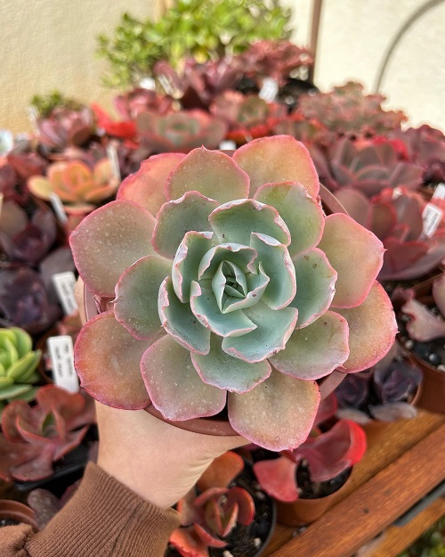 BEautiful Orange Succulents 2