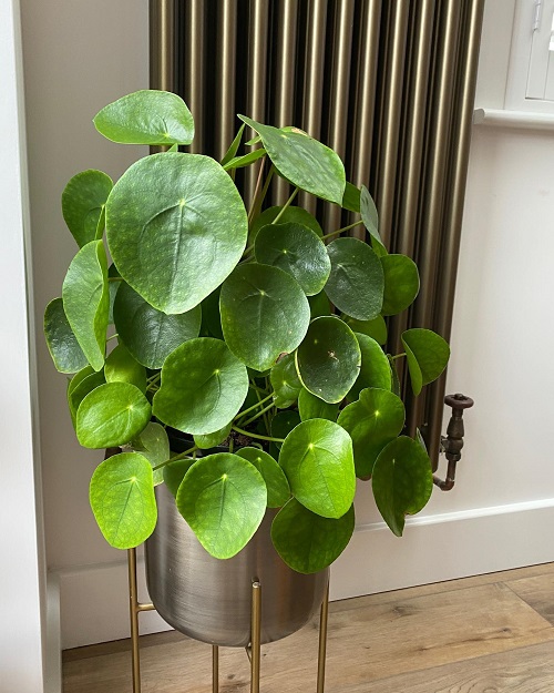 Beautiful Chinese Money Plant Display 4