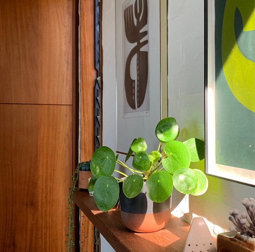 Beautiful Chinese Money Plant Display 5