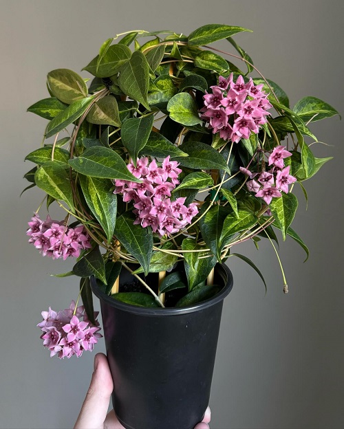 Succulents Look Like Orchids 5